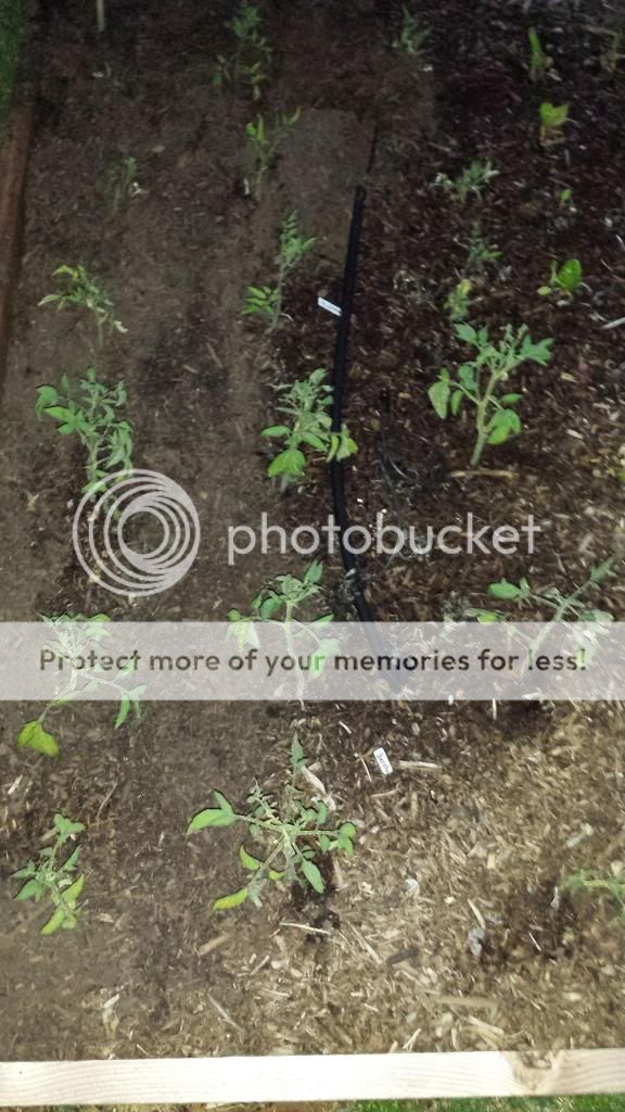  photo 2014-05-15203642_zpsb38f9831.jpg